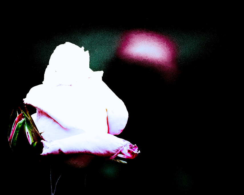 cameraShonan's tweet photo. 今帰宅😆お仕事おつかれさまです。こんばんわ。引き続き薔薇写真です。薔薇好きの薔薇写真投稿が続きますがよけれ��おつきあいください☺️
#TLを花でいっぱいにしよう #薔薇 #秋 #風景写真 #花が好き #自然 #薔薇が好き #薔薇を愛する人 #バラを愛する人 #rose #roselover https://t.co/YCgzbUGsYM