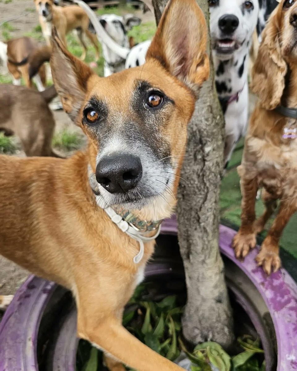 planetazarpa's tweet photo. Hola familia!
Viernes por fin!!
Una de las mejores cosas del fin de semana y el tiempo libre es poder disfrutarlo con ellos🥰
Si quieres que tus días se llenen de alegría y amor del bueno,#AdoptaNoCompres
Nuestros rescatados esperan una oportunidad 🐾
@Quima23 @AbuelaCule @pdm70 https://t.co/a68zHEzUfe