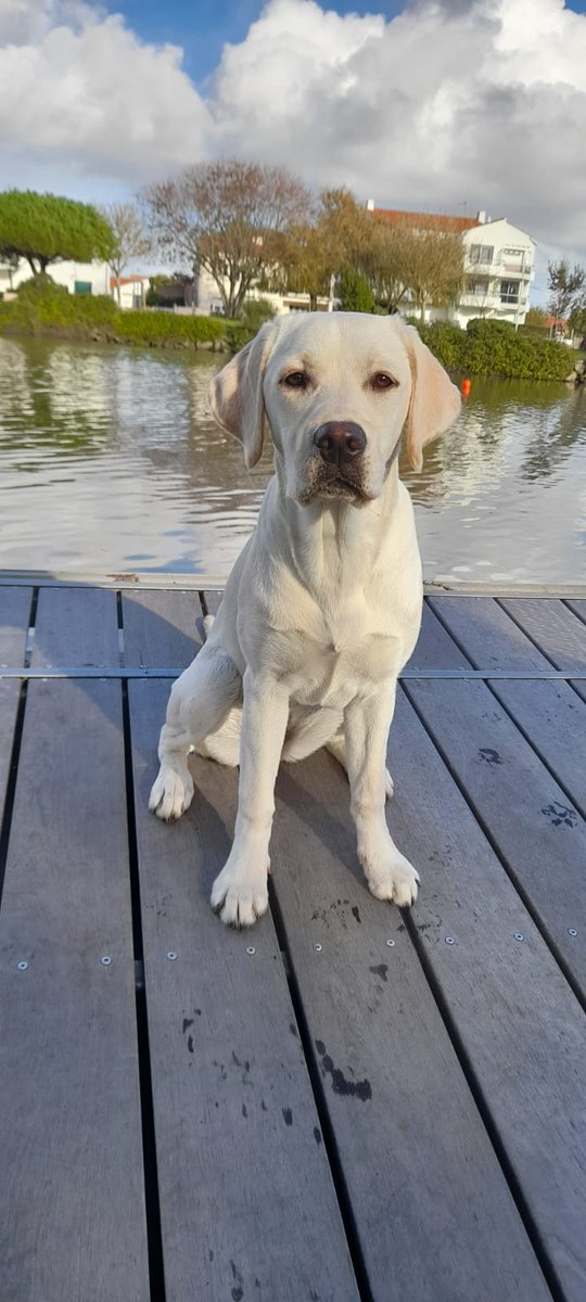 Matmut (@matmut) on Twitter photo #Handicap Les 2 <a href="/handichienscom/">HANDI'CHIENS</a> parrainés par la Matmut en 2023, U2 et Unique 💙
A cette étape de leurs apprentissages, nous ne connaissons pas encore leur future spécialité ➡️Chien d’assistance, Chien d’éveil, Chien d’accompagnement social, Chien pour personne épileptique,... #Handicap Les 2 <a href="/handichienscom/">HANDI'CHIENS</a> parrainés par la Matmut en 2023, U2 et Unique 💙
A cette étape de leurs apprentissages, nous ne connaissons pas encore leur future spécialité ➡️Chien d’assistance, Chien d’éveil, Chien d’accompagnement social, Chien pour personne épileptique,...