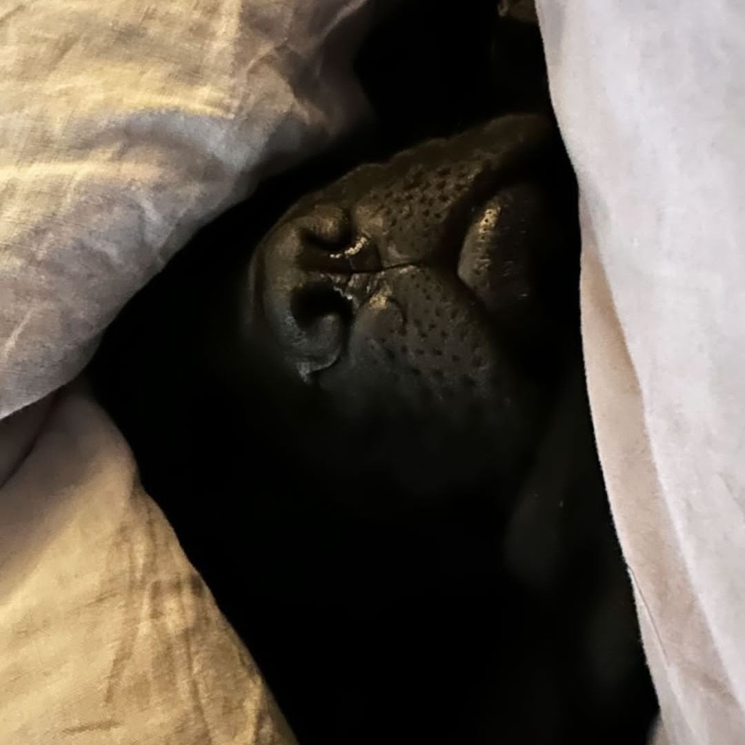 just a tiny nose 💜🐾