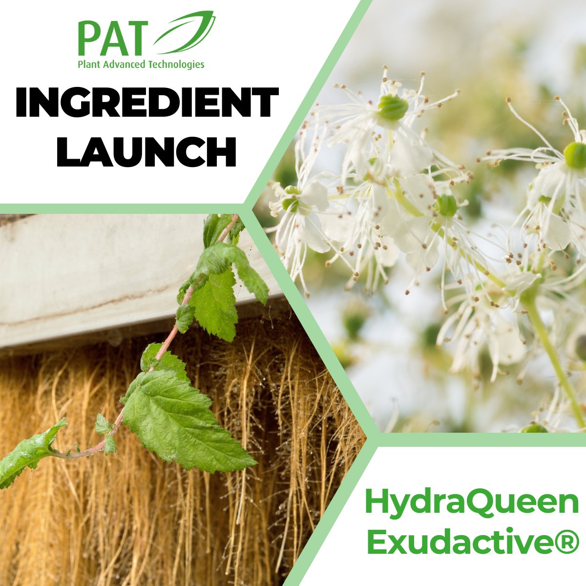 🔔PAT is proud to announce HydraQueen Exudactive® official launch from PAT's plant-derived cosmetic range. 
Stay tuned in the next days…
Want to discover more now plantadvanced.com/hydraqueen-exu…
#SkinHydration #cosmetics #unsourceablesourcing