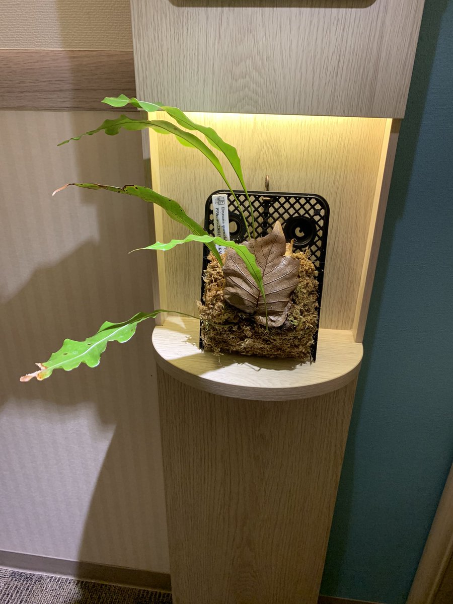 7H6QkcoDtlTyuPr's tweet photo. 満腹になったら猛烈に眠い🥱

@shineeit8 便 https://t.co/YAEwgEjM70