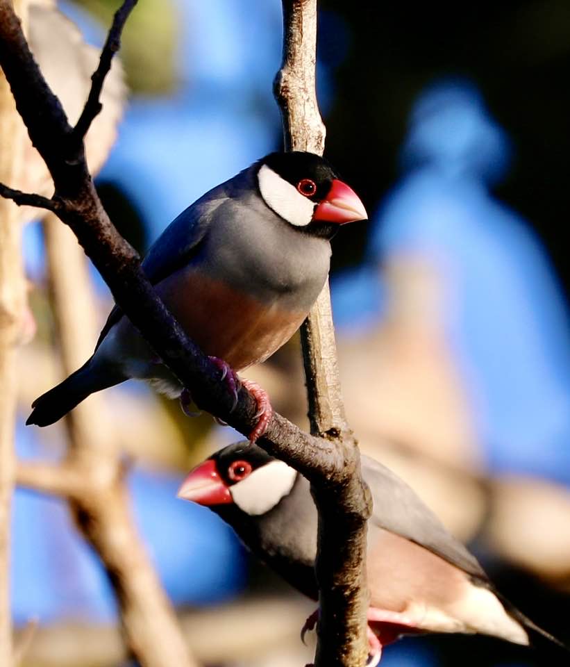 808constituent's tweet photo. Globally, because of their small range, Java Sparrows are a threatened species. In Hawaiʻi, they seem to flourish…. especially near our bird feeder.
📷Sherman Wing
#BirdsOfHawaii #BirdsSeenIn2023 https://t.co/eoM9vHq0kX