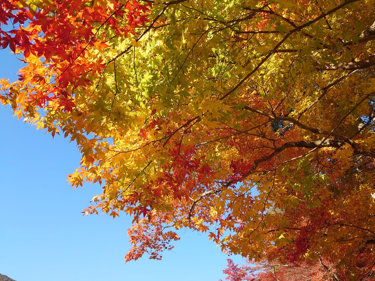 sorasora24451's tweet photo. 2日間で香嵐渓の紅葉と小原の四季桜を楽しんできました
小春日和だったからコートがいらないくらいでした（笑）
(*´∀｀*)

今日は冷たい風が吹いてるので
暖かくしてお過ごしくださいね🤗 https://t.co/7CrgNDBORc