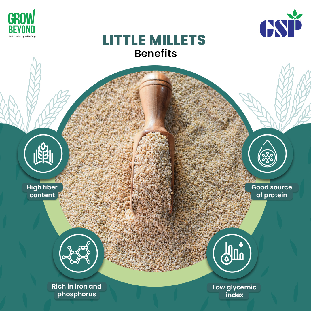 GspCrop's tweet photo. #Littlemillet is a drought-resistant crop that can be grown in any kind of #soil, making it ideal for areas affected by climate change. It has a long history with Indian #food. The grains have been produced in the nation for centuries and are historically planted as a catch crop in mountainous parts of central India.

#GSPCrop #GrowBeyond #CropCareLeaders #InternationalYearofMillets #ShreeAnna #IYM2023