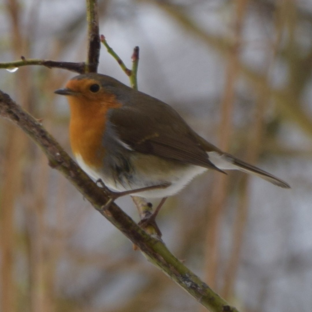 #Naturschutz statt Präsente, bitte! Heute ist #GivingTuesday - sich nachhaltig zum Schutz der Ökosysteme unserer Erde einzusetzen, ist eine Alternative. Verschenke eine Spende! 💚 kurzelinks.de/btnu #GivingTuesday #GivingTuesdayDe #gemeinsamstark <a href="/GivingTuesdayDE/">GivingTuesday DE</a>