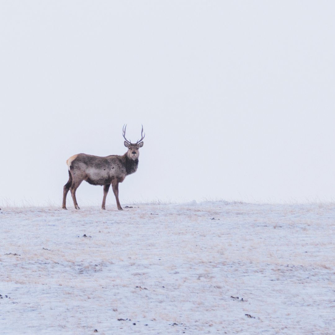 succow_stiftung's tweet photo. #Naturschutz statt Präsente, bitte! Heute ist #GivingTuesday - sich nachhaltig zum Schutz der Ökosysteme unserer Erde einzusetzen, ist eine Alternative. Verschenke eine Spende! 💚 https://t.co/3pP6DAZSDH #GivingTuesday #GivingTuesdayDe #gemeinsamstark @GivingTuesdayDE https://t.co/xolzQw5SjA