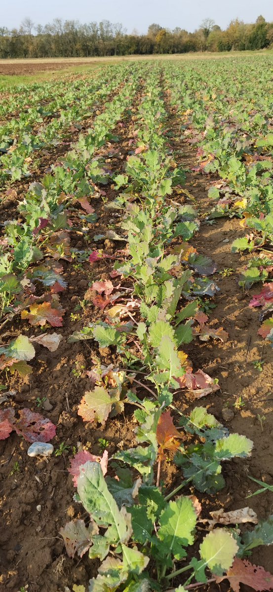 Canola - colza
