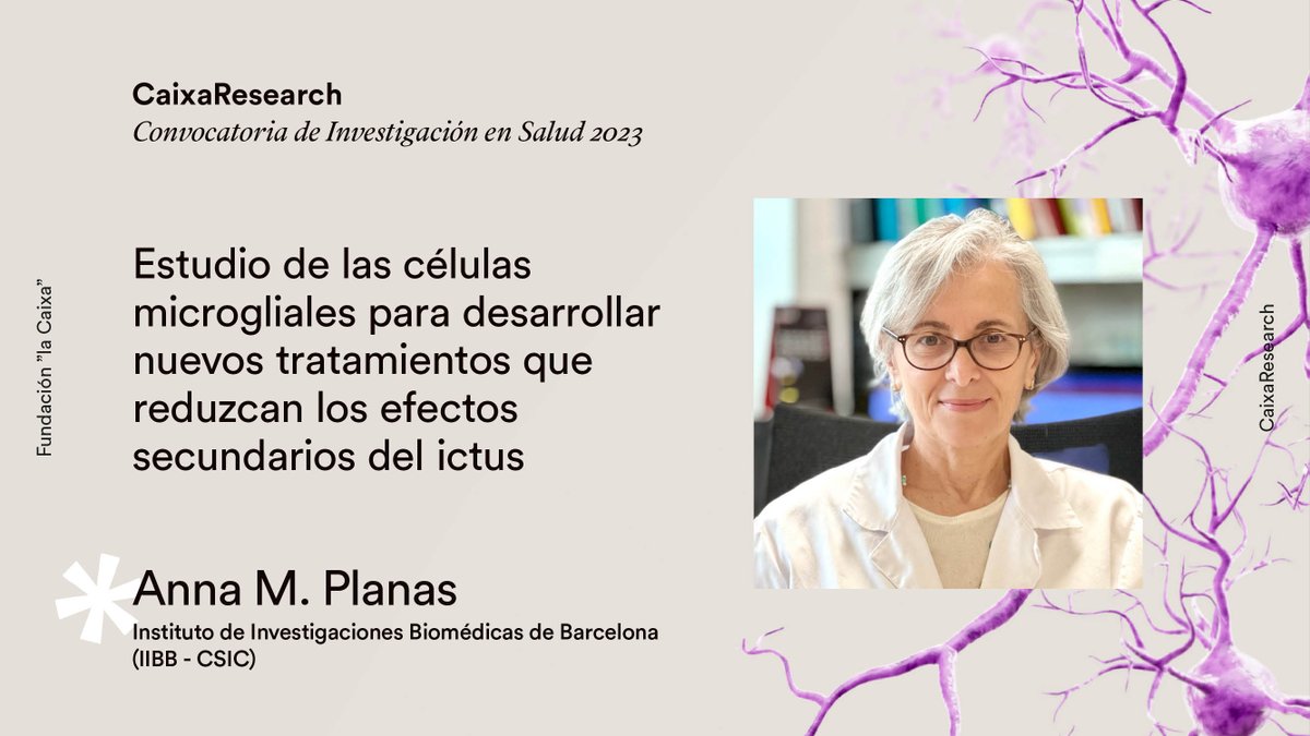 🧠 Las células de la microglia forman parte del sistema inmunitario y residen en el cerebro.

Al envejecer o después de un ictus, acumulan grasa.

Con una ayuda #CaixaResearch, Anna Planas estudiará cómo prevenirlo para mantener un cerebro ➕ sano.

🔗 bit.ly/47mURst