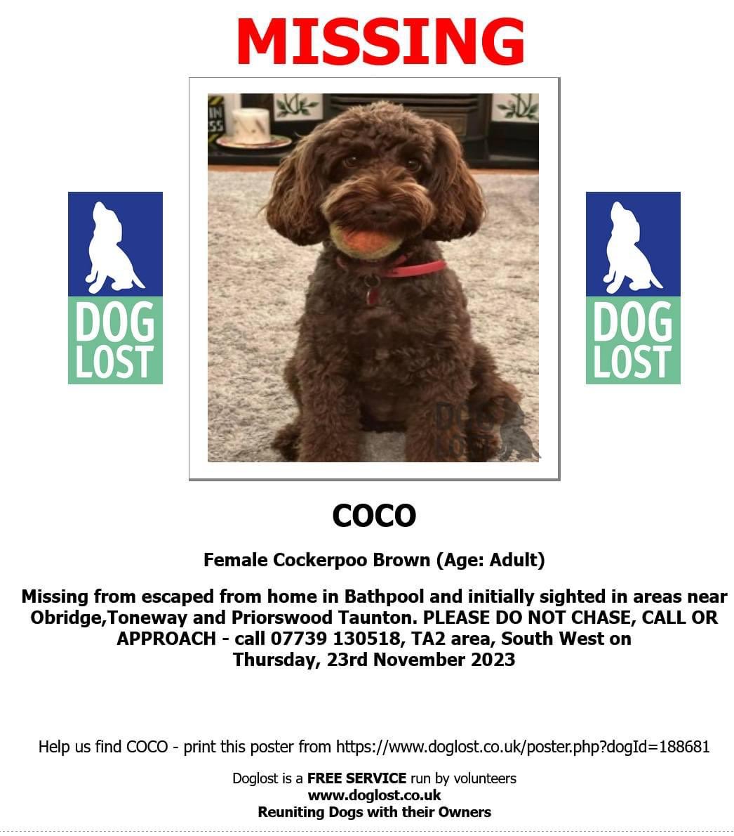 Dutchcat17's tweet image. Please share, poor Coco is very scared and missing since last night. Taunton area, UK. #dogsoftwitter #dogsofX #lostdog 🐾