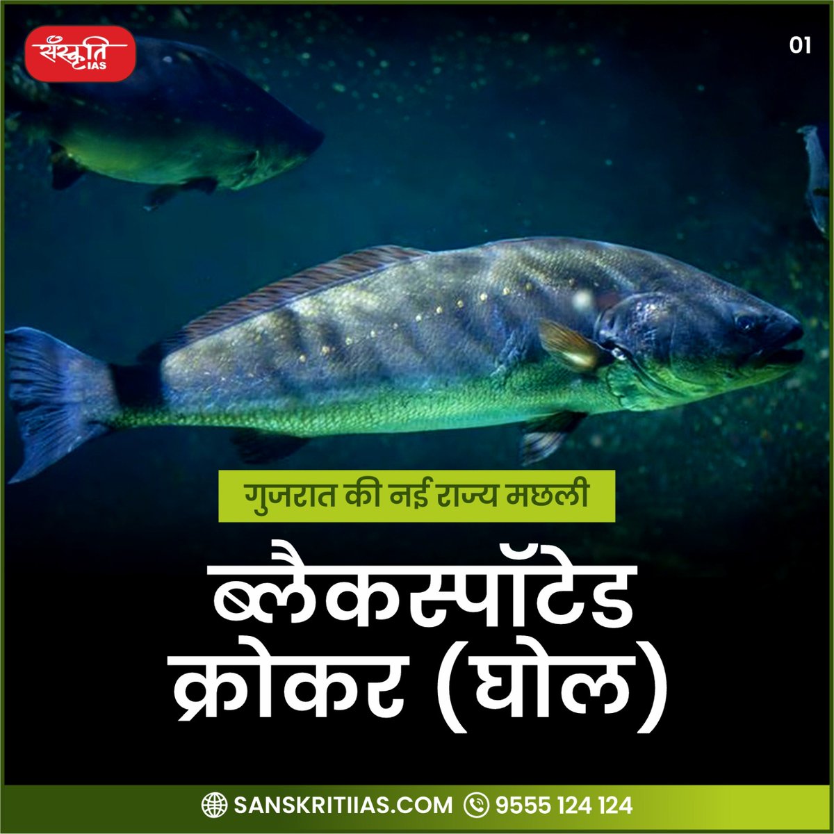 sanskritiias's tweet photo. गुजरात की नई राज्य मछली 
[ब्लैकस्पॉटेड क्रोकर (घोल)]

#Ahmedabad #Gholfish #GlobalFisheriesConference #Gujarat #BhupendraPatel #StateFish #IAS #UPSC #CivilServices #Prelims #SanskritiIAS #CurrentAffairs https://t.co/Akq8YWBXCY