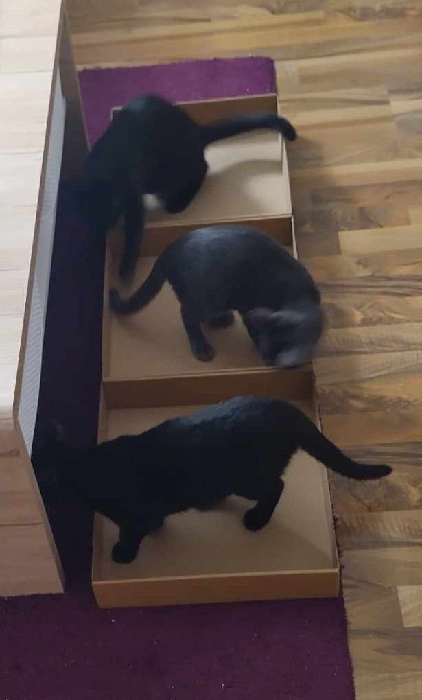 HarryA_Medic's tweet photo. Meine beiden Racker planen etwas - etwa die Übernahme der Familien-Macht??? 🥹 So viel Einigkeit, da kann was nicht stimmen. Also braucht Omi eine Idee. 💡Wie könnte man Katzen auf andere Gedanken bringen? 🤔 Na klar, das geht ganz einfach ...😂
Habt einen schönen Freitag https://t.co/rThLjVMcEv