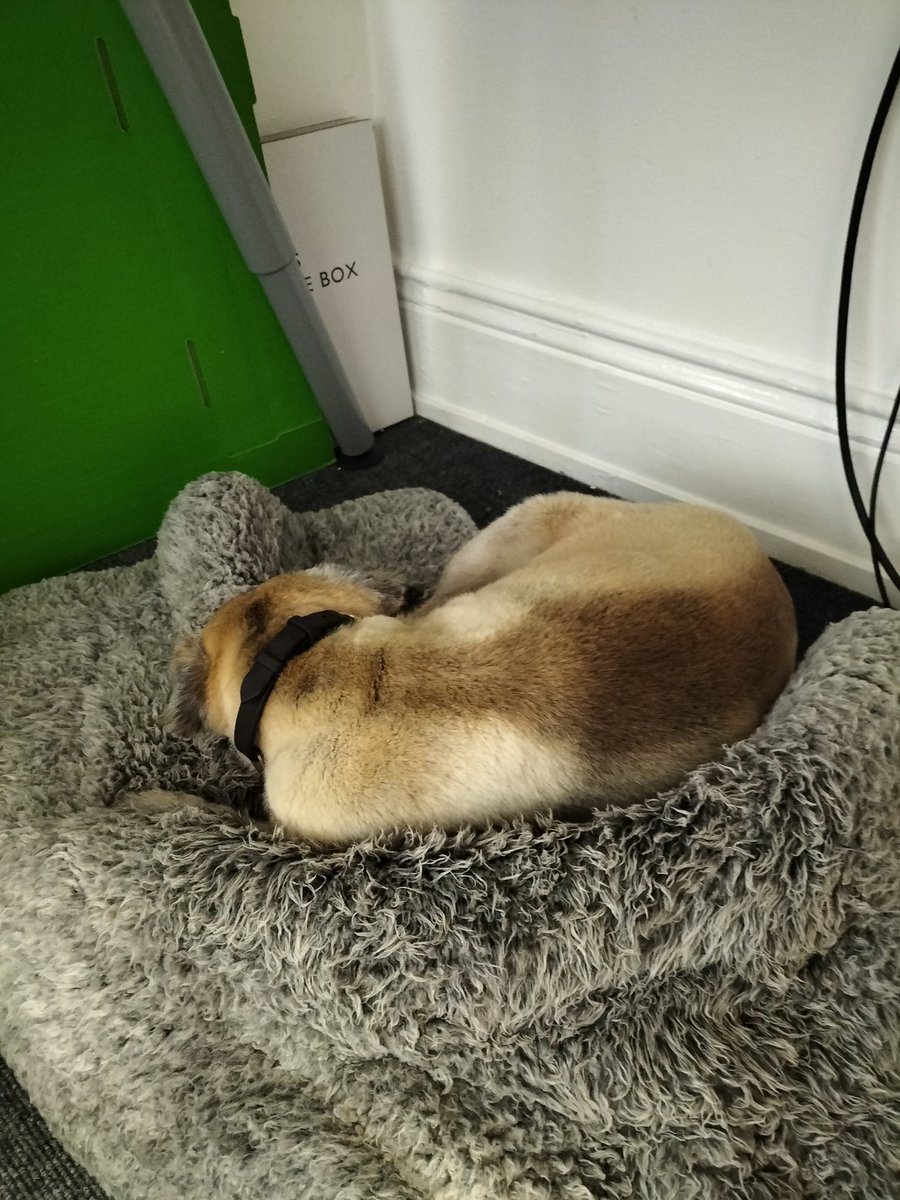 CSSolicitor's tweet image. It&apos;s Friday and some of us have to beaver away at our desks, unlike my little woofer Daisy! She likes to be cosy snoozing whilst I crack on!