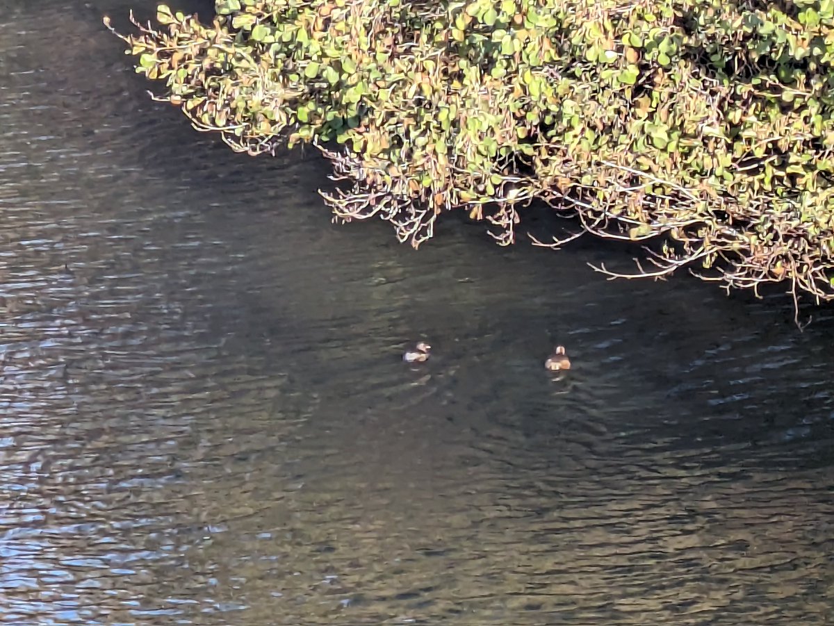 martgathercole's tweet photo. It's #QuackFriday @EssexWildlife #Fingringhoewick volunteer work party today, the perfect antidote to the other event😉 feels a bit chilly but I'm sure we'll soon warm up🪓👷⚒️ https://t.co/PeYQh9pLFA