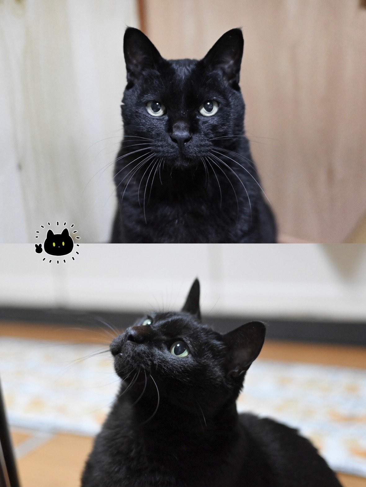 黒猫（美人画・A2サイズ） - 美しき艶めき | minne 国内最大級の