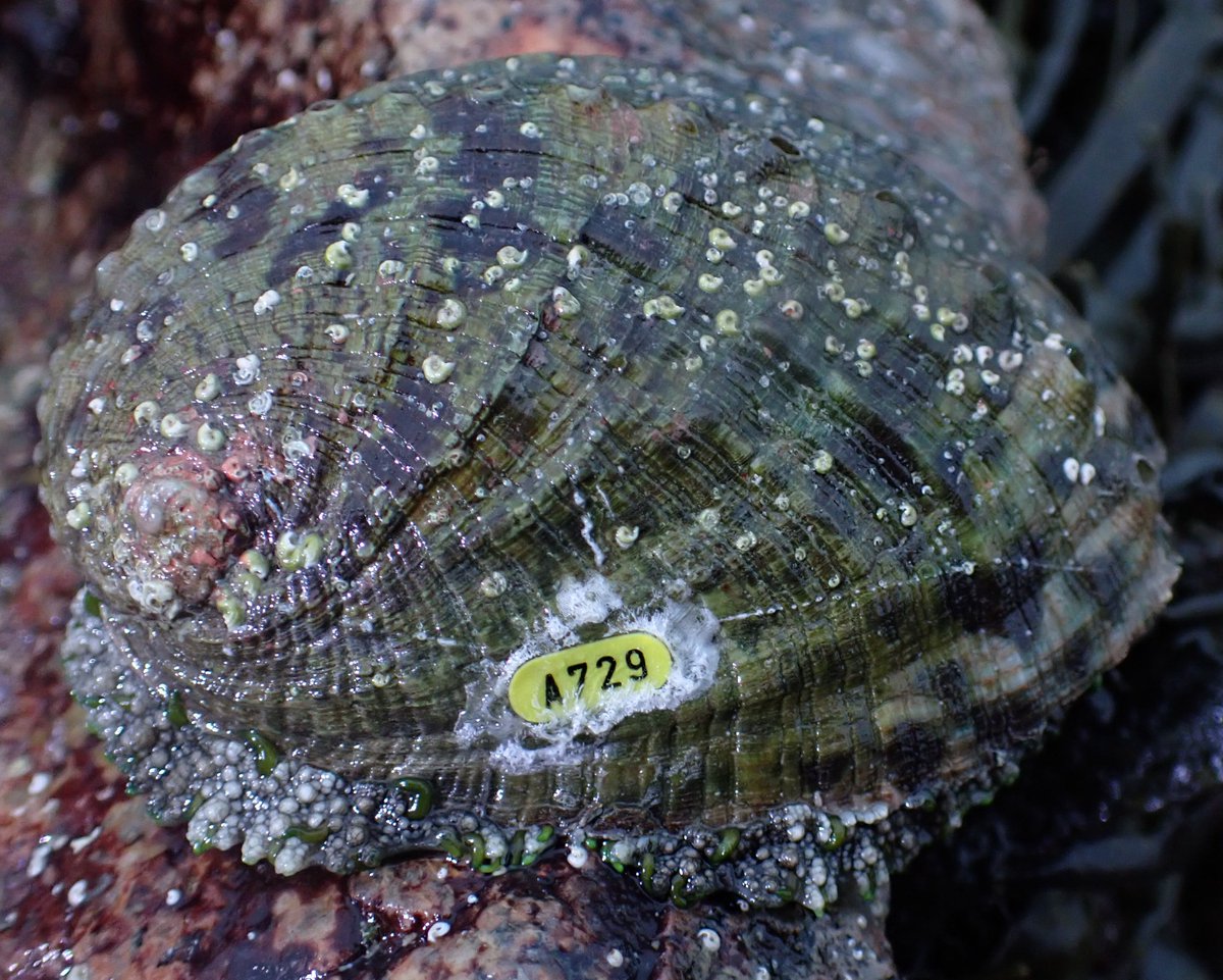 NicolasJouault's tweet photo. Waiting for #ormer tags to arrive from Austalia, a week to UK, been sitting at Coventry for a week plus now, used my last one up 2 days ago, you guessed it I find plenty of ormers to tag, one stone 10, another 21. And luckily found one I had forgotten to photograph. @conchsoc https://t.co/668PIn7V2Q