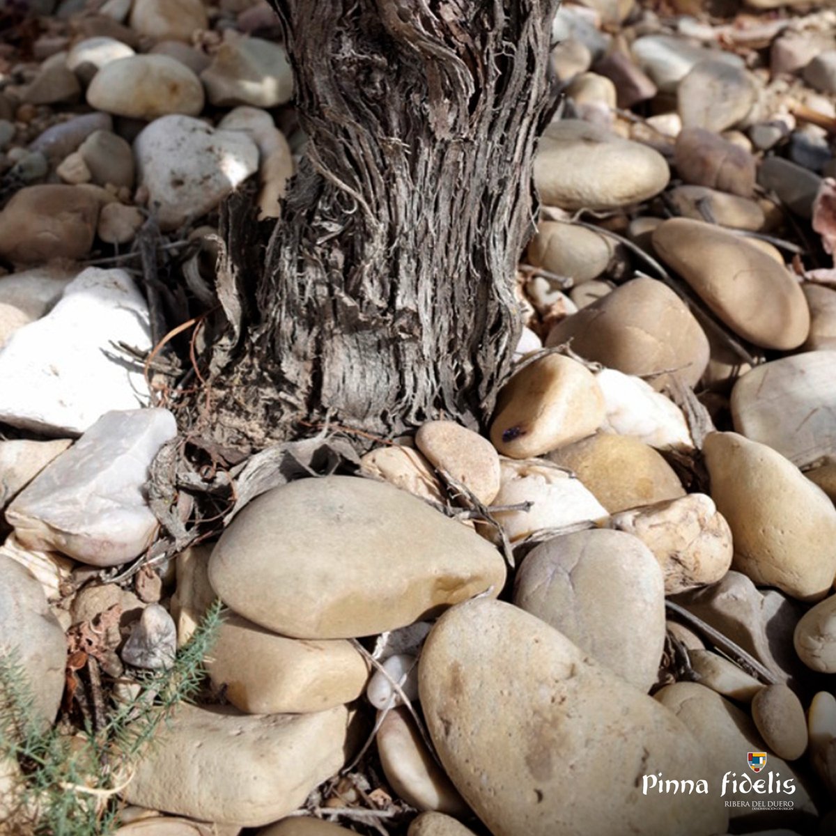 Bodega Pinna fidelis tweet media