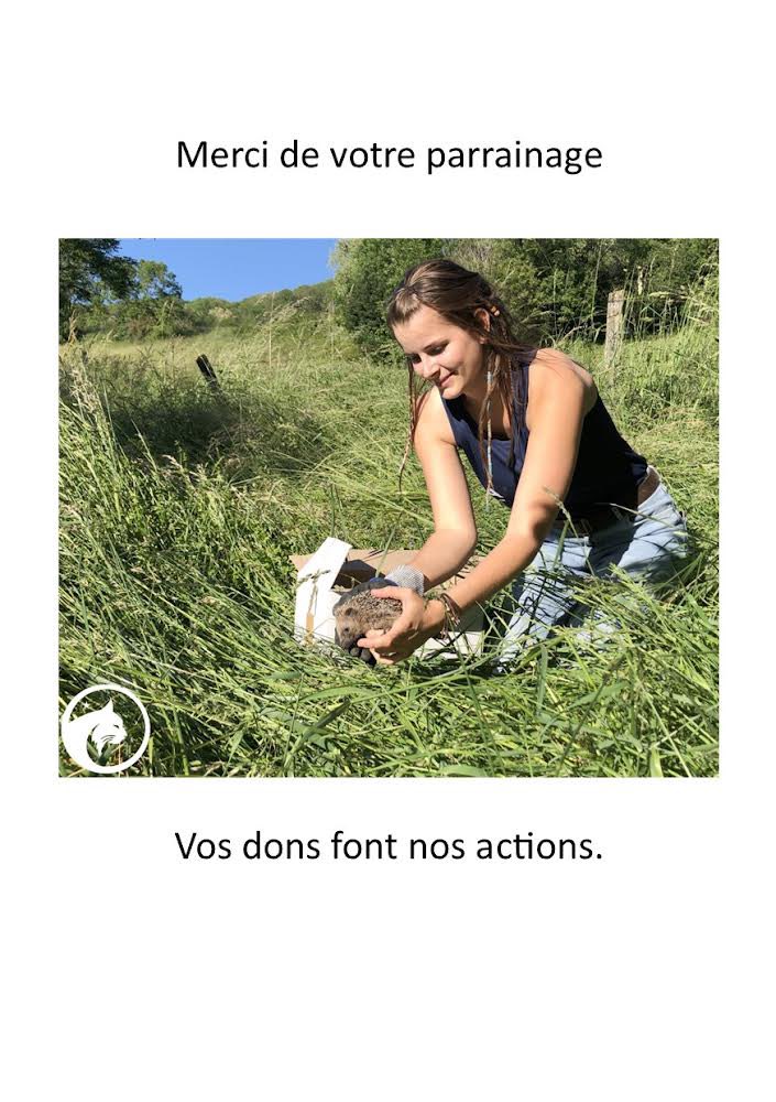 Lilwhitecamera's tweet photo. GM à tous ! ☕️
📣Bonne nouvelle :
Grâce à vous et au don que j'ai pu faire à @HonuaHonu le petit choupisson recueuillis par @CentreAthenas a été soigné et relâché ! 🤩
Souhaitons lui une belle vie pour la suite ! 🫶🏼🦔 https://t.co/mikuo3s19S