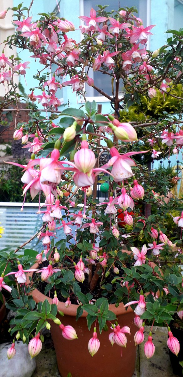 LZellas's tweet photo. Flowering nonstop for 6 months and happier the cooler it gets.
#fuchsiafriday https://t.co/2GeFBegUMc