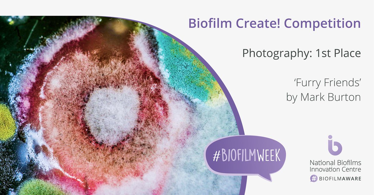 National Biofilms Innovation Centre (NBIC) (@ukbiofilms) on Twitter photo 🥇We're pleased to announce that 1st place in our #BiofilmCreate competition (#photography) has been awarded to Mark burton from <a href="/UoS_Medicine/">Southampton Medicine</a> 👏
🔎Find out more tinyurl.com/5atbz633
🦠View our Biofilm Image Gallery bit.ly/3grtwQJ
#BiofilmWeek #biofilms #scicomm 🥇We're pleased to announce that 1st place in our #BiofilmCreate competition (#photography) has been awarded to Mark burton from <a href="/UoS_Medicine/">Southampton Medicine</a> 👏
🔎Find out more tinyurl.com/5atbz633
🦠View our Biofilm Image Gallery bit.ly/3grtwQJ
#BiofilmWeek #biofilms #scicomm