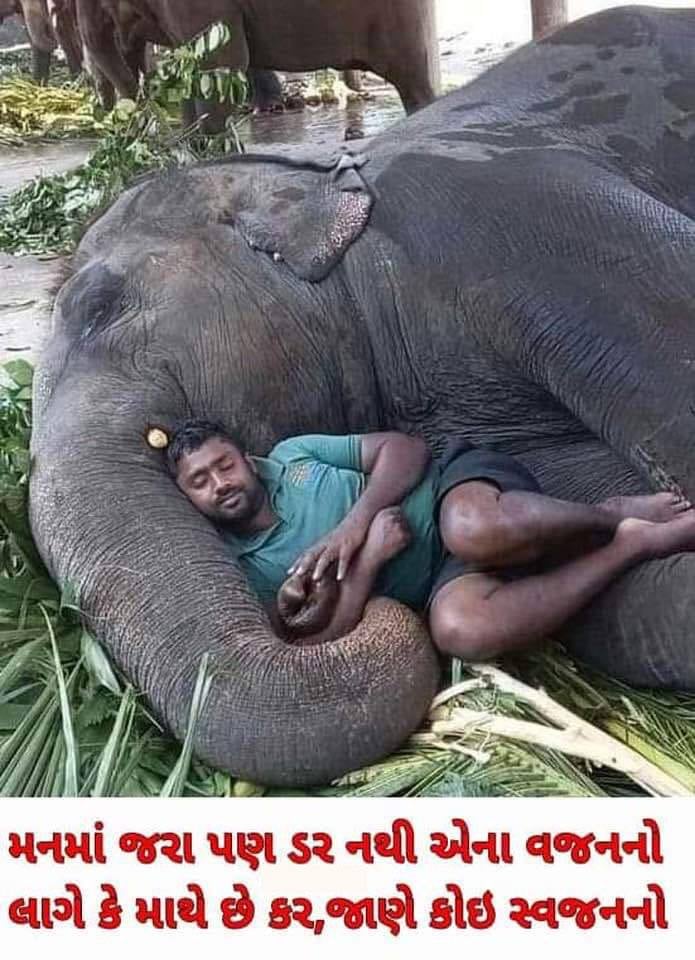 karuna_rajkot's tweet photo. મનમાં જરા પણ ડર નથી એના વજનનો લાગે કે માથે છે કર,જાણે કોઇ સ્વજનનો
.
#karuna #karunfoundation #karunatalks #karunafoundationtrust #animalhelpine #mitalkhetani #gcci #samastmahajan #sadbhavnavrudhashram #shreejigaushala #animallover #animals #animal #animallovers #nature #wildlife https://t.co/mERiDeiQIv