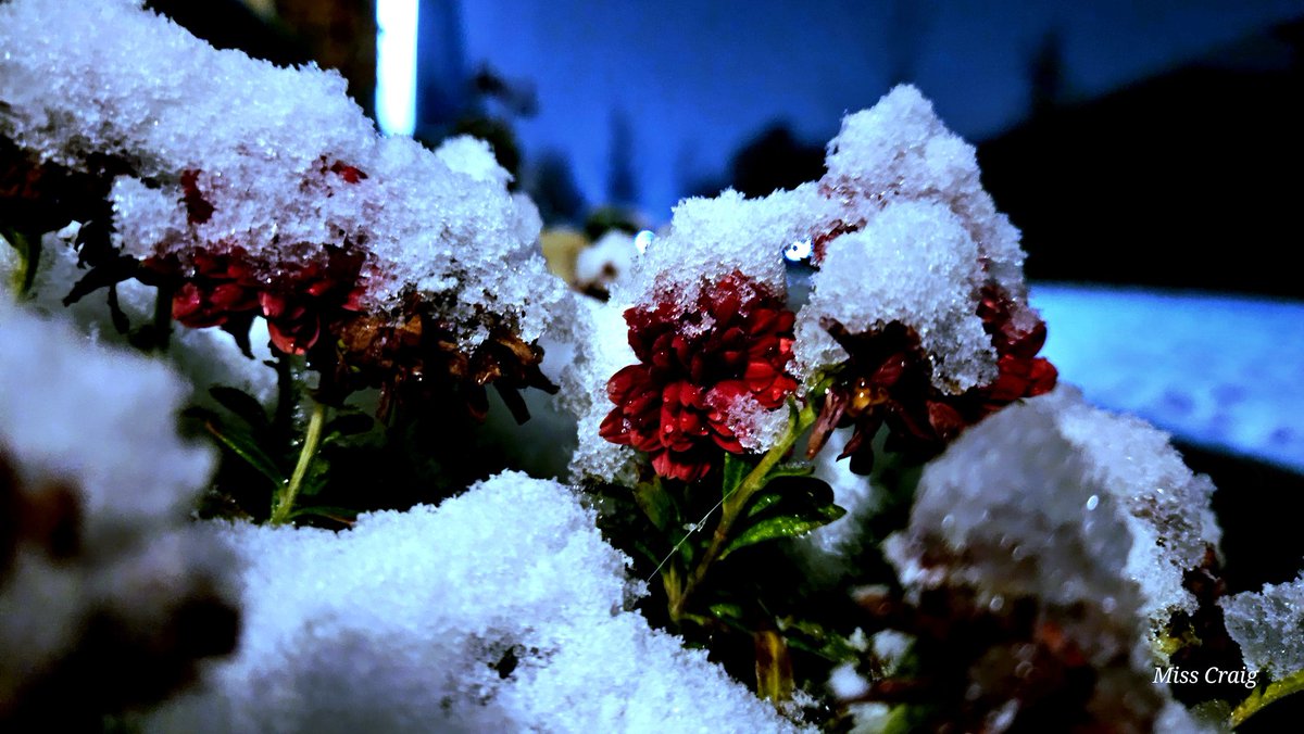 First Snow
#photography #myphoto #snowday #snow #FirstSnowfall #flowers #NaturePhotography #chill #cold #icy