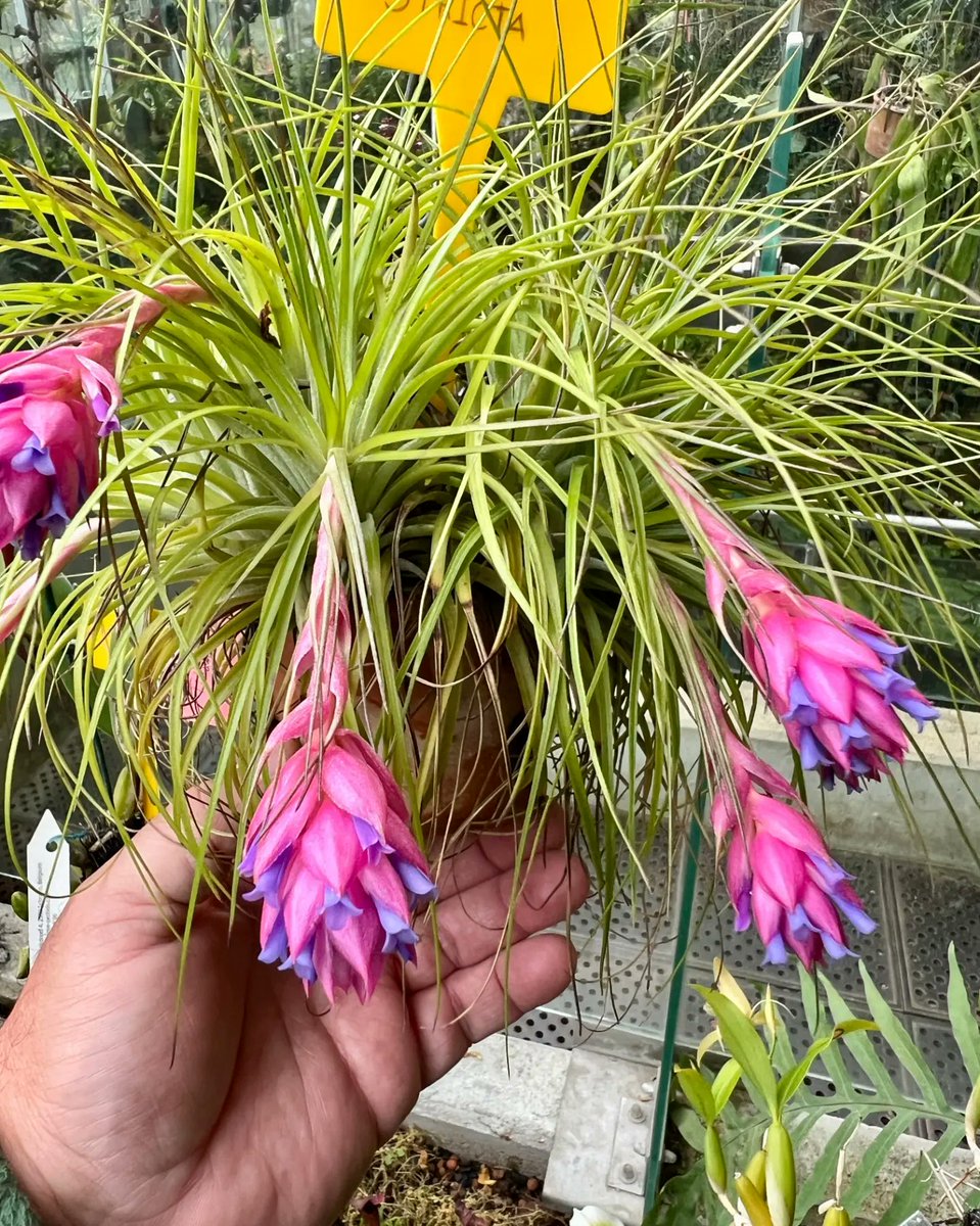 RJBOTANICO's tweet photo. Algunos tesoros "no escondidos" del invernadero tropical del @RJBOTANICO
Orquídea: 1 y 2 Coelogyne ovalis (Orchidaceae)
Bromelia: 3 y 4 Tillandsia stricta (Bromeliaceae)
¡Ven a descubrir el resto!
📷: G. Torres https://t.co/C8ueVXsQWt