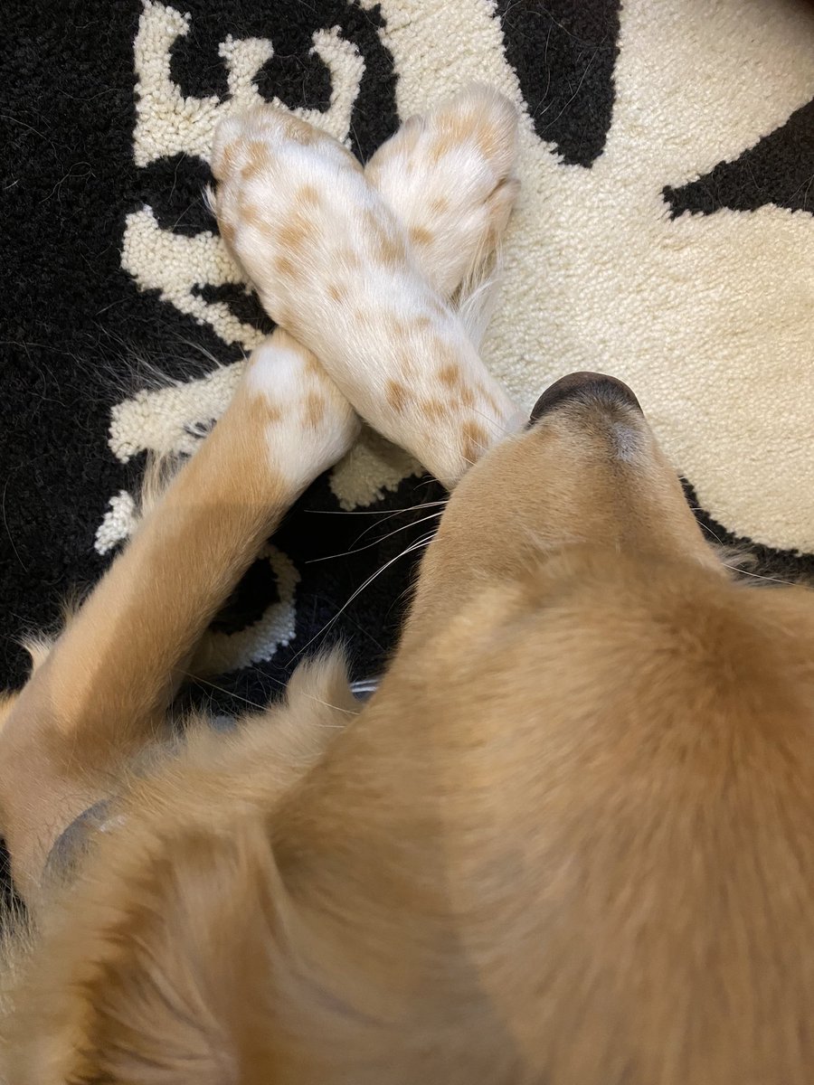 チーカマおててきれいなクロス🐾