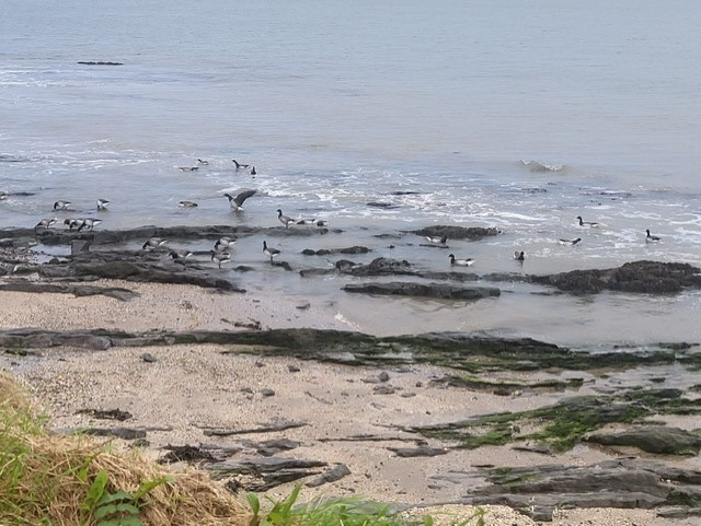 Here’s the Brent geese out in Portmarnock this morning.