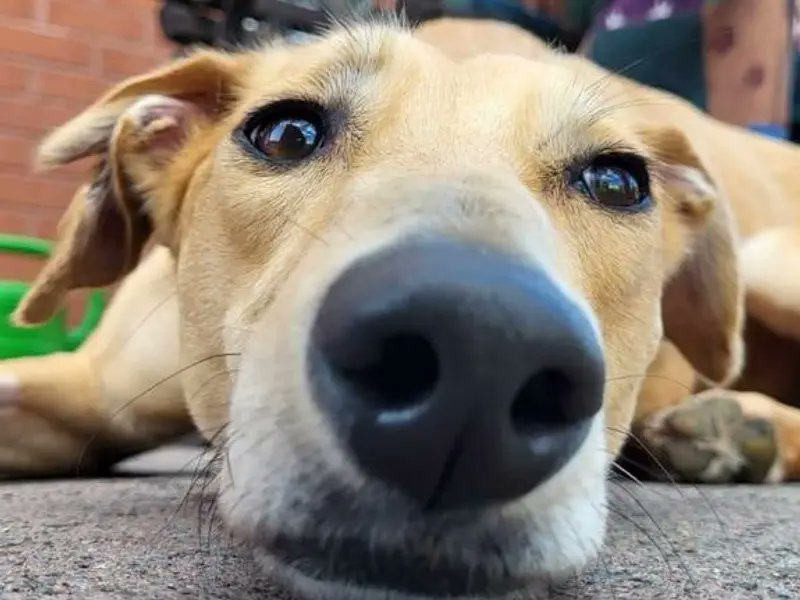 DogsTrust's tweet photo. Take a break from the #BlackFriday sales and do something a little more wholesome... like saying hello to these cuties! 🐶💛😍

Liquorice at @DT_Kenilworth 🐾
Freckles at @DT_Cardiff 🐾
Archie at @DT_Shoreham 🐾
Isla at @DT_Bridgend 🐾 https://t.co/uBr3LEoKfQ