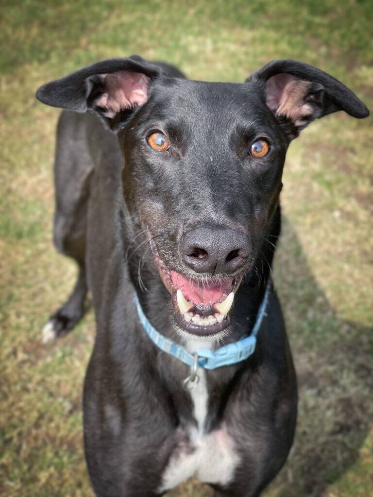 ForeverHoundsUK's tweet photo. We like to highjack #BlackFriday to highlight the fact that white goods can’t make you as happy as a black hound can! No amount of new technology will give you as much satisfaction as watching your black hound’s coat glimmer in the sunlight. ❤️ https://t.co/adFkH8iliK https://t.co/8NmbWnoWcL