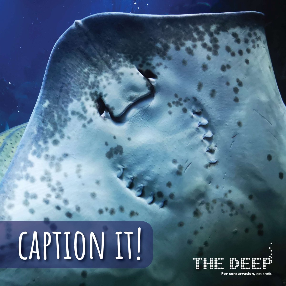 TheDeepHull's tweet photo. CAPTION IT!
You can find this ray in Endless Oceans, often showing off and getting a smile from our visitors!
What do you think they might be getting up to or thinking in this photo?
#TheDeepHull #CaptionIt #FunFriday #JustForFun https://t.co/IDed4vuIhb