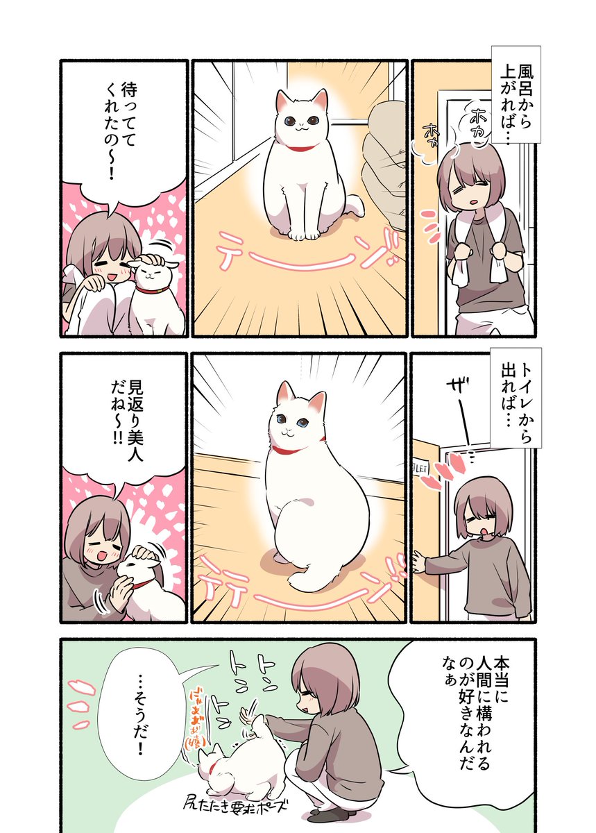 猫に全部"読まれてる"話(2/2) #漫画が読めるハッシュタグ #愛されたがりの白猫ミコさん