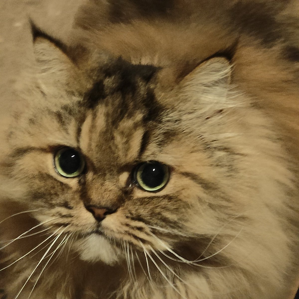 横をすり抜けるチャロ😼