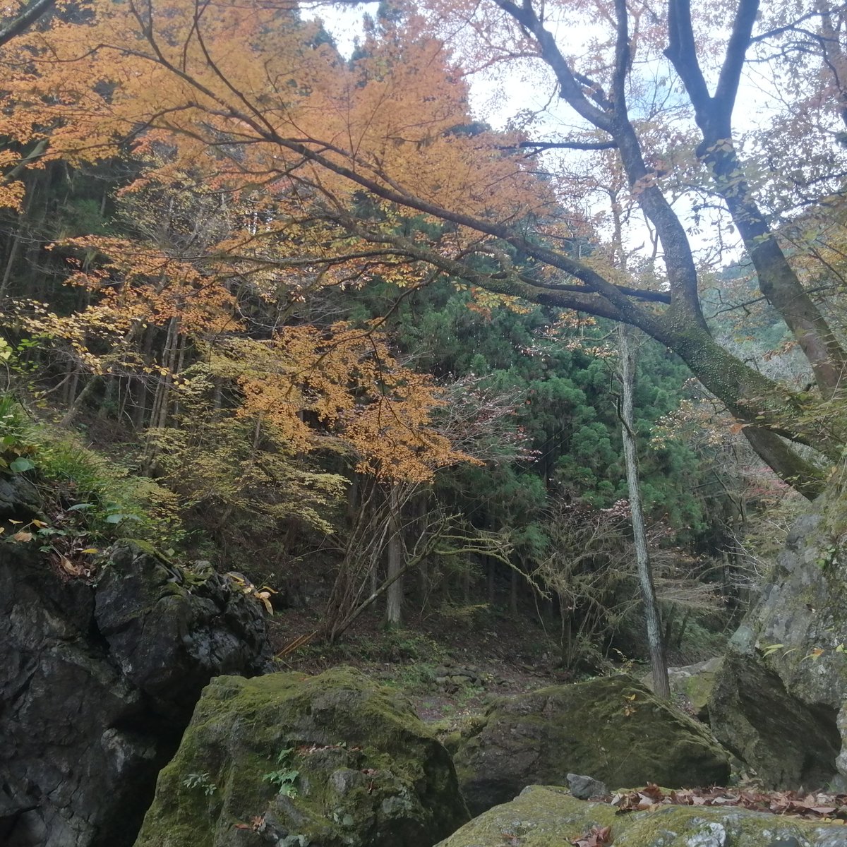 AK13_CTL's tweet photo. #これを見た人は紅葉の写真を貼る 
常緑もあって色が多い。飯能です。 https://t.co/XOjrmSB663