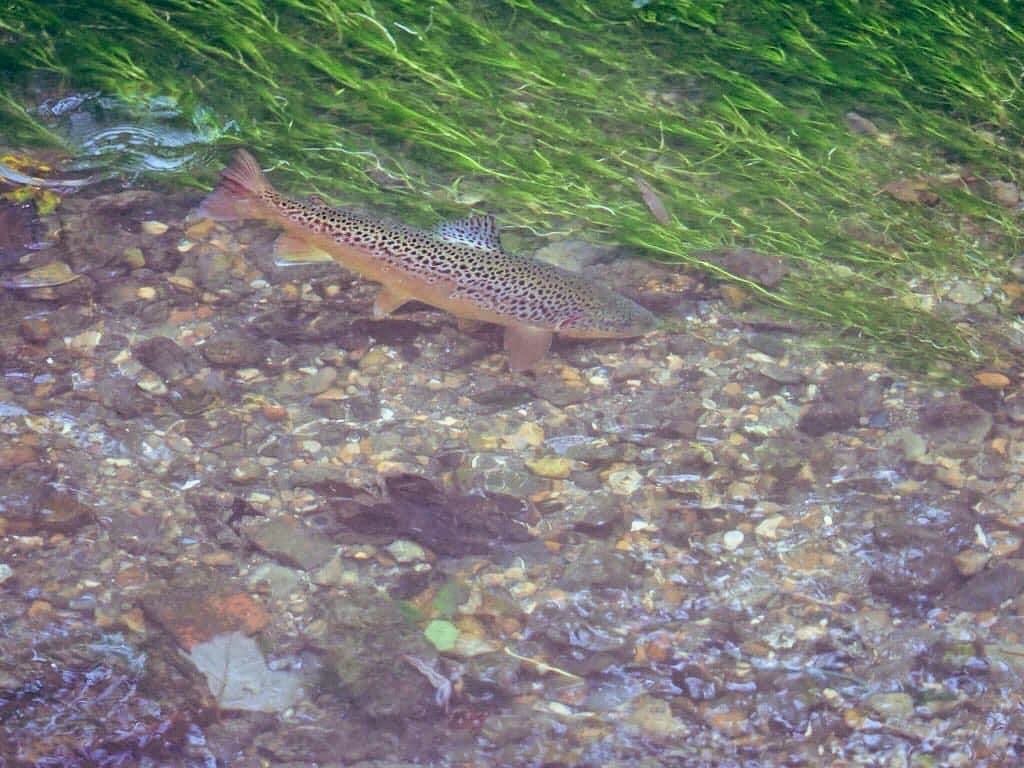 Last weekend to apply for Freshwater officer @WCCPnews
whitecliffscountryside.org.uk/about-us/work-…
Do it ✅💚💦🌎 @KentDownsNL @DoverDC @DoverTC @WildTroutTrust @SE_Rivers_Trust @AffinityWater @SouthernWater @DoverBigLocal @theriverstrust @RMCPnews @fstonehythedc @SamphireHoe1997 @EnvAgencySE