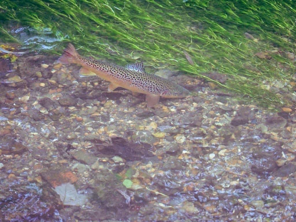 Our Finest Dour tweet media