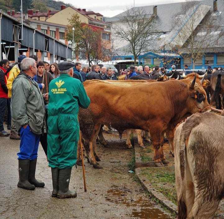 Como cada 26 de noviembre, Cabañaquinta celebra El Mercaón🐮¡ Una de las ferias ganaderas más importantes de Asturias🐄!
¡No faltéis, que  #Aller está de fiesta😉! 🎉🎉
📸 <a href="/danielfgzc/">DANIEL FERNÁNDEZ GARCÍA</a>
#alleratréveteasoñar #asturias #paraísonatural
#vuelvealparaíso #Mercaón #feriaganadera #fiesta