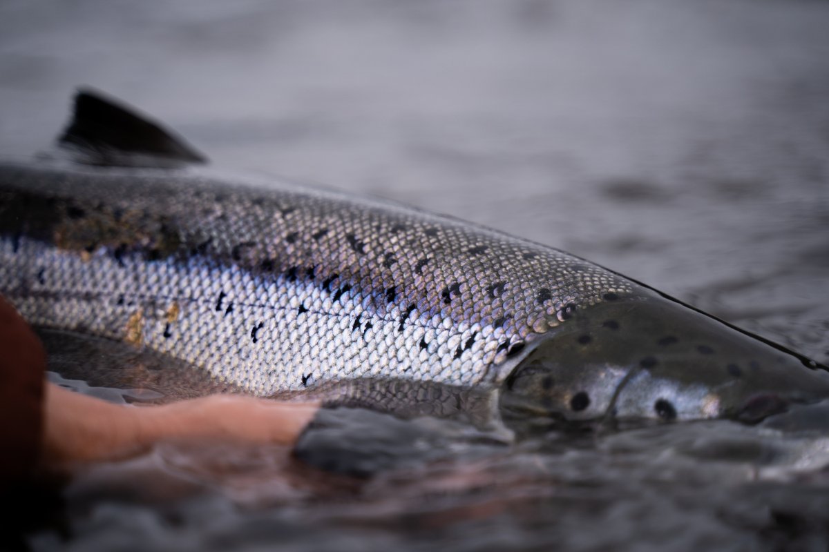 SFHScotland's tweet photo. Nothing beats that feeling of landing a big Scottish spring salmon! Fancy doing battle with the king of fish in spring 2024? Contact us for more information or alternatively visit the website to browse our latest offers. https://t.co/RE8fHWIzoQ https://t.co/44RxsPyi0v