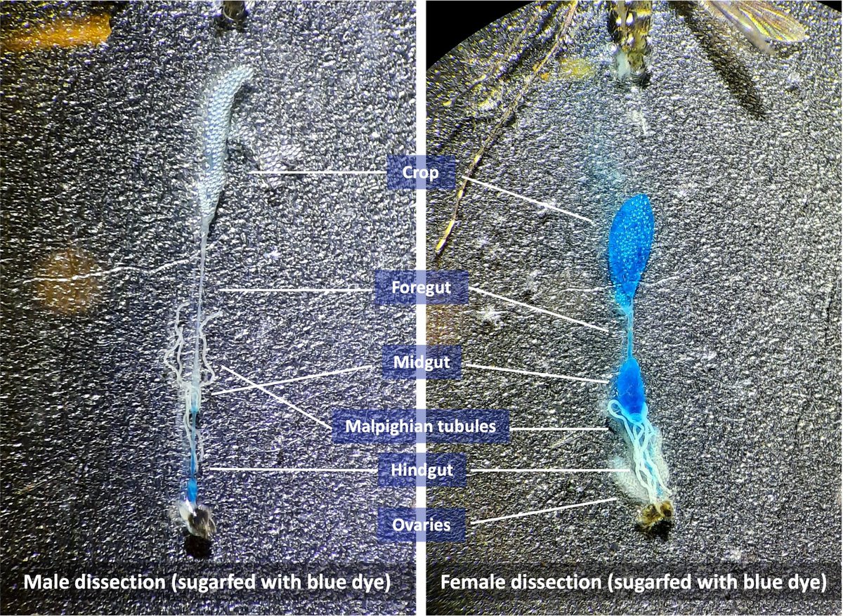 Cintia Cansado-Utrilla tweet media