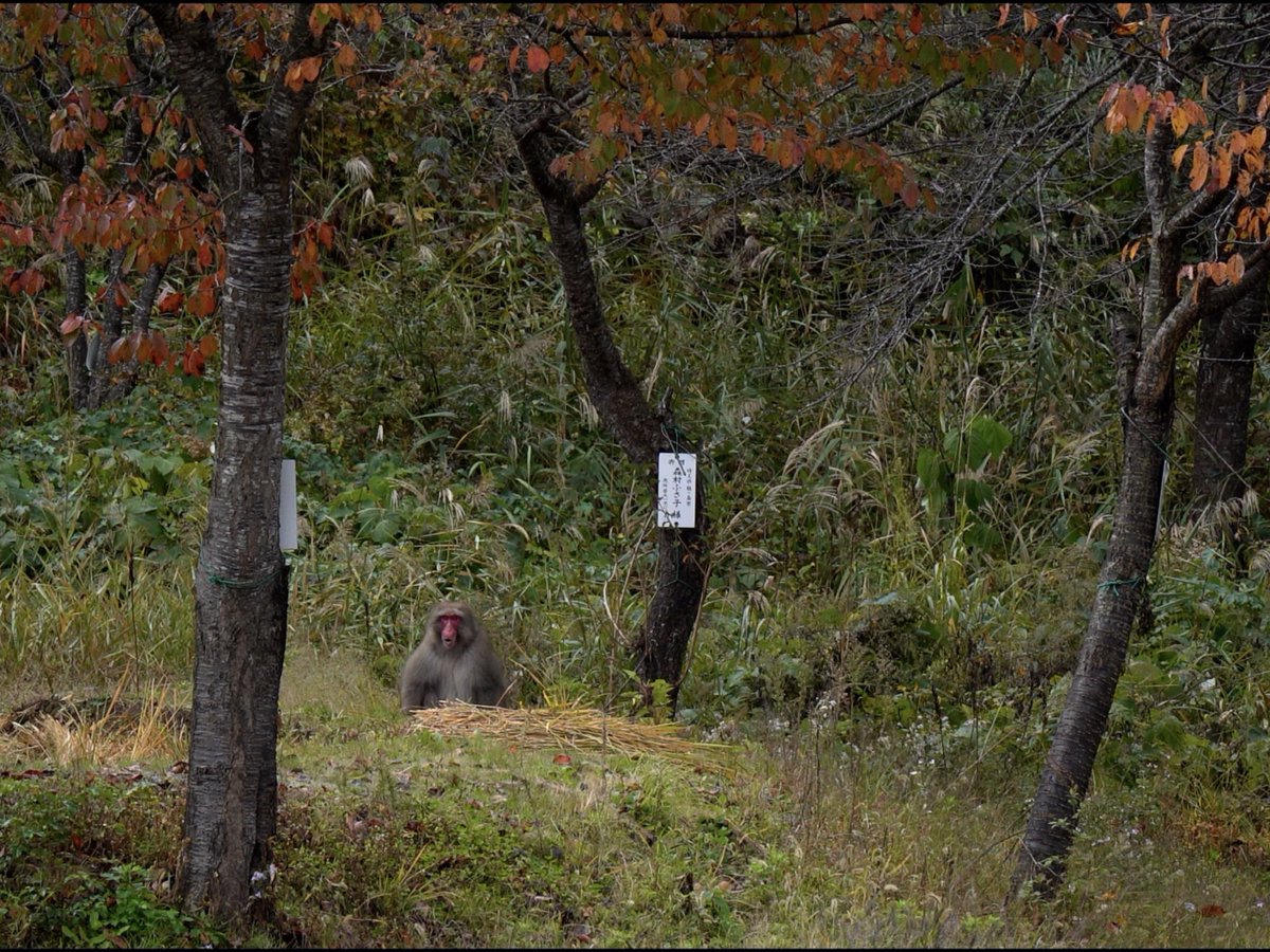 明日、土曜22時に動画公開です。
秋が終わる前に、最後に秋を堪能していってください。