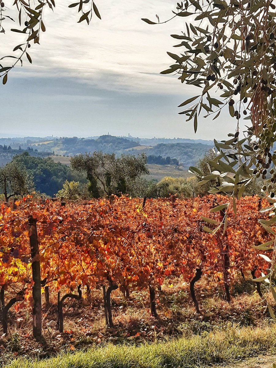 How beautiful are the vines, which after ripening grapes are clothed in gold and prepare for winter rest! Here we are at #CastelnuovoBerardenga, in #Chianti