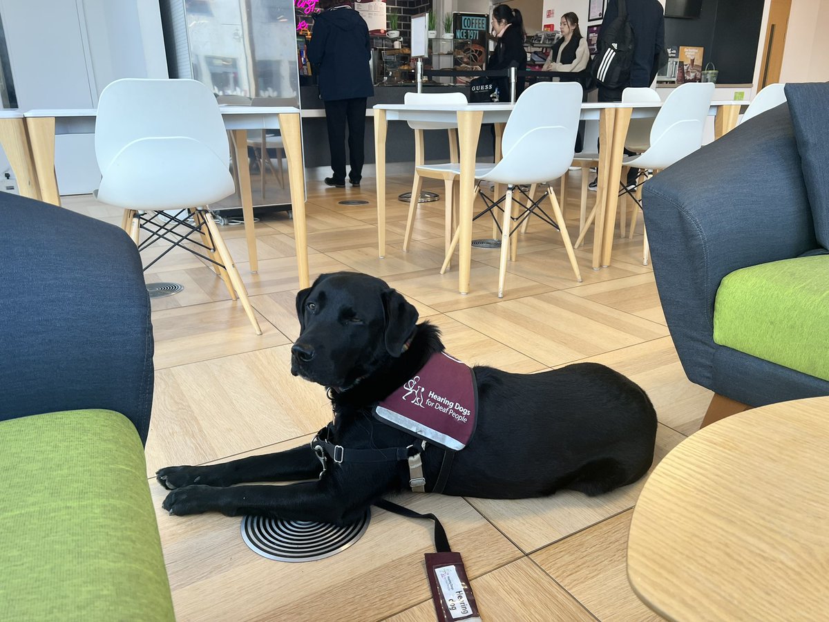 englishspecial's tweet photo. #BlackLabFriday 
Good boy Nero at @uob_te Towers this morning! https://t.co/5PWEhCCZV5