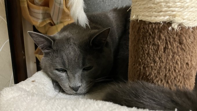 ねこーしねこし 