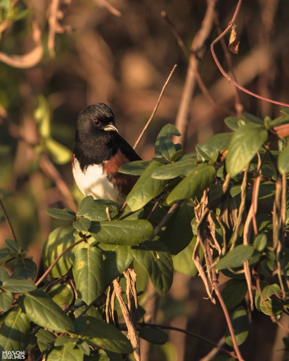 Eastern Towhee

#easterntowhee #fbpc_birds #fbpc_birds #sonyalpha #wonderfularkansas