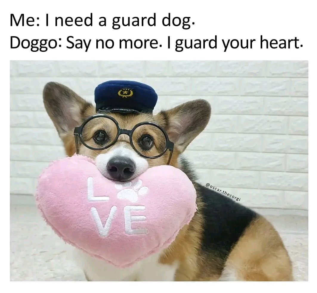 IT'z Corgi Lovers Unity(USA) (@mycorgiunity) on Twitter photo 