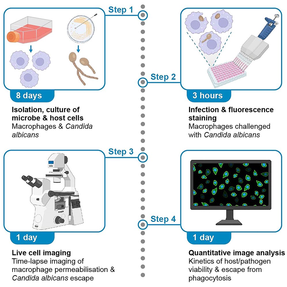 Françios Olivier (@fa_olivier) on Twitter photo New paper! <a href="/STARProtocols/">STAR Protocols</a> actually let me write a big ol’ protocol: live cell imaging to quantify Candida albicans escape from macrophages.
star-protocols.cell.com/protocols/3144
I’m talking notes, video demonstrations, troubleshooting, sample data, MATHS!
<a href="/TravenLab/">Traven Lab</a> <a href="/CentreImpactAMR/">Centre to Impact AMR</a> New paper! <a href="/STARProtocols/">STAR Protocols</a> actually let me write a big ol’ protocol: live cell imaging to quantify Candida albicans escape from macrophages.
star-protocols.cell.com/protocols/3144
I’m talking notes, video demonstrations, troubleshooting, sample data, MATHS!
<a href="/TravenLab/">Traven Lab</a> <a href="/CentreImpactAMR/">Centre to Impact AMR</a>