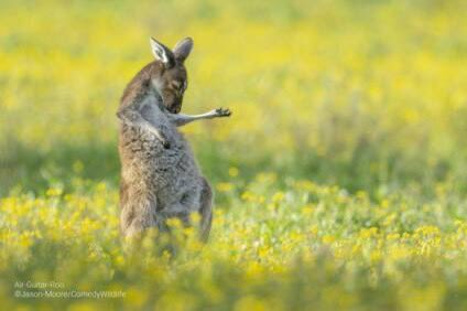 imbertp's tweet photo. Le grand gagnant du Comedy Wildlife Photography Awards 2023 📸 qui récompense les clichés les plus loufoques d'animaux : Air Guitar Roo 🎸 🦘 https://t.co/rN3lV6TsJT