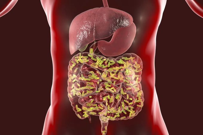 ⚠️La dieta moderna ha destruido tu salud intestinal.

💯Utiliza estos 9 consejos para mejorar tu salud intestinal :

🧵 HILO 🧵(GUARDAR AL INSTANTE)