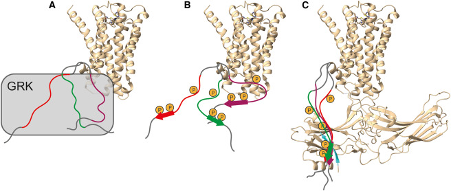 Structure_CP's tweet photo. The Preview from Irene Coin &amp; Daniel Huster @UniLeipzig

“Ready for the sheet: β-strand folding of phosphorylation clusters guides GPCR binding to arrestin”

https://t.co/dfvxcGn2kA

discusses the recent Structure paper from Nathalie Sibille &amp; co-workers

https://t.co/IAjfELG8K6 https://t.co/U474Sr1egs